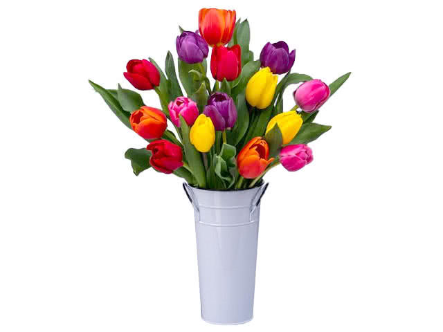 15 Rainbow Tulips without Vase